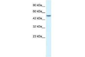 Image no. 2 for anti-Ankyrin Repeat Domain 11 (ANKRD11) (N-Term) antibody (ABIN629618)