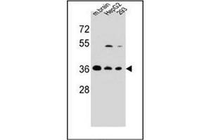 Image no. 2 for anti-F-Box Protein 2 (FBXO2) (AA 251-279), (C-Term) antibody (ABIN952283)