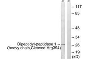 Image no. 1 for anti-Cathepsin C (CTSC) (AA 345-394), (Cleaved-Arg394) antibody (ABIN1536128)