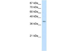 anti-Era G-Protein-Like 1 (ERAL1) (C-Term) antibody