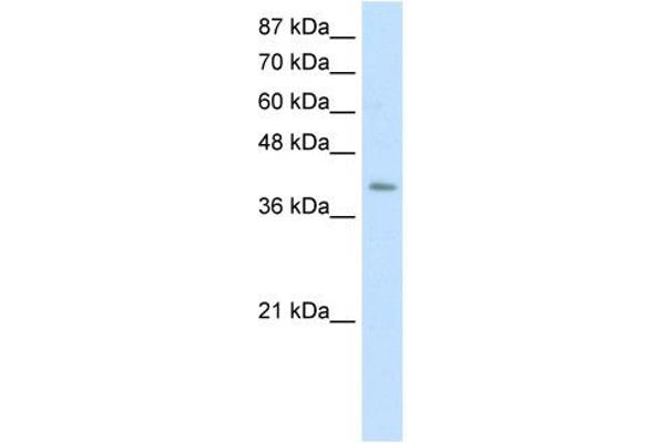 anti-Era G-Protein-Like 1 (ERAL1) (C-Term) antibody