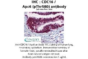Image no. 1 for anti-Cell Division Cycle 16 Homolog (S. Cerevisiae) (CDC16) (pThr580) antibody (ABIN1732894)