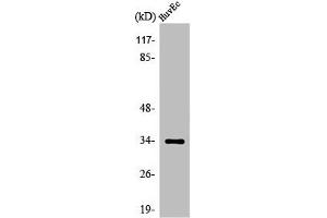 OR5M11 anticorps  (C-Term)
