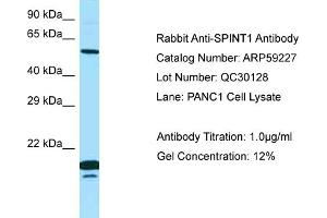 Image no. 1 for anti-serine Peptidase Inhibitor, Kunitz Type 1 (SPINT1) (N-Term) antibody (ABIN2787983)