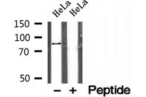 Image no. 2 for anti-AFG3-Like Protein 2 (AFG3L2) (C-Term) antibody (ABIN6259816)