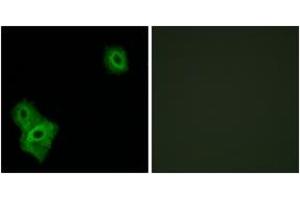 Image no. 2 for anti-Apoptosis-Inducing Factor, Mitochondrion-Associated, 3 (AIFM3) (AA 10-59) antibody (ABIN1534264)