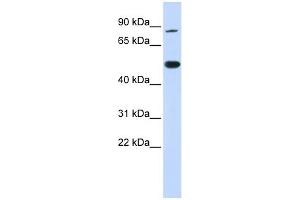Image no. 1 for anti-tRNA Methyltransferase 1 (TRMT1) (N-Term) antibody (ABIN2775880)