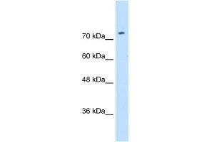 Image no. 1 for anti-Solute Carrier Family 7 (Cationic Amino Acid Transporter, Y+ System), Member 1 (SLC7A1) (N-Term) antibody (ABIN2781583)