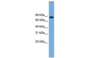 Image no. 1 for anti-Exocyst Complex Component 8 (EXO84) (N-Term) antibody (ABIN6745024)