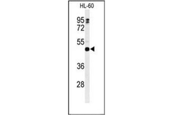 HLA-DRB5 Antikörper  (Middle Region)