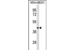 LRRC39 Antibody (N-term) (ABIN1539060 and ABIN2838207) western blot analysis in MDA-M cell line lysates (35 μg/lane).