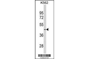 Image no. 1 for anti-serine Dehydratase (SDS) (AA 1-30), (N-Term) antibody (ABIN652984)