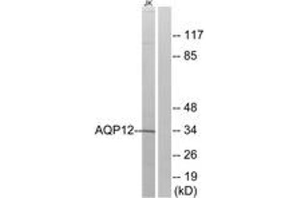 anti-Aquaporin 12A (AQP12A) (AA 231-280) antibody