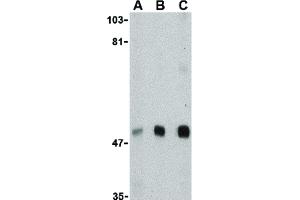 Image no. 3 for anti-Mitochondrial Antiviral Signaling Protein (MAVS) (N-Term) antibody (ABIN6657098)