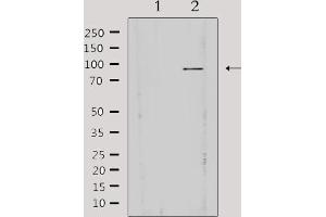 Image no. 2 for anti-A Kinase (PRKA) Anchor Protein 3 (AKAP3) (Internal Region) antibody (ABIN6259854)