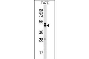 Image no. 1 for anti-SLAM Family Member 6 (SLAMF6) (AA 277-305), (C-Term) antibody (ABIN5530236)
