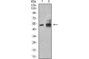 Image no. 4 for anti-Aldehyde Dehydrogenase 1 Family, Member A1 (ALDH1A1) (AA 1-110) antibody (ABIN5611364)