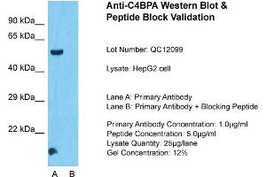 Image no. 1 for anti-Complement Component 4 Binding Protein, alpha (C4BPA) (Middle Region) antibody (ABIN2776798)