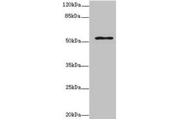 ZNF135 抗体  (AA 1-200)