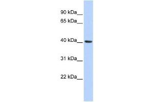 Image no. 1 for anti-Insulin Induced Gene 1 (INSIG1) (Middle Region) antibody (ABIN635059)