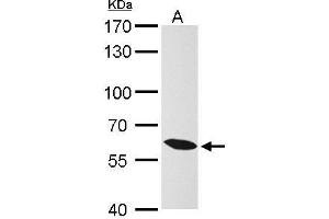 Image no. 3 for anti-Karyopherin (Importin) alpha 4 (KPNA4) (C-Term) antibody (ABIN2856326)