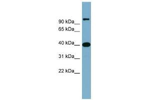 Image no. 1 for anti-Cyclin D-Type Binding-Protein 1 (CCNDBP1) (Middle Region) antibody (ABIN630965)