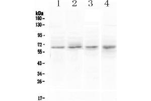 Image no. 1 for anti-Cholecystokinin B Receptor (CCKBR) antibody (ABIN5692993)