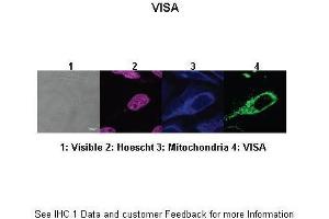 Image no. 3 for anti-Mitochondrial Antiviral Signaling Protein (MAVS) (N-Term) antibody (ABIN2783802)