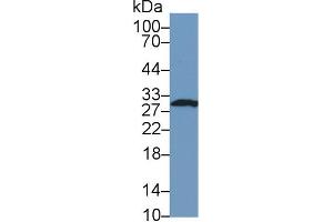 Image no. 2 for anti-FK506 Binding Protein 3, 25kDa (FKBP3) (AA 2-224) antibody (ABIN1078043)