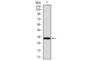Image no. 6 for anti-Nuclear Receptor Subfamily 6, Group A, Member 1 (NR6A1) antibody (ABIN1491624)