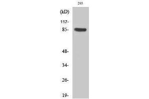 Image no. 1 for anti-Cortactin (CTTN) (pTyr466) antibody (ABIN3182724)