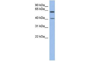Image no. 1 for anti-beta 1,3-Galactosyltransferase-Like (B3GALTL) (Middle Region) antibody (ABIN2783666)