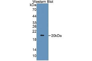 Image no. 2 for anti-Deoxythymidylate Kinase (Thymidylate Kinase) (DTYMK) (AA 43-190) antibody (ABIN5013449)