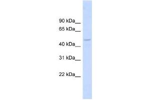 anti-Drebrin-Like (DBNL) (Middle Region) antibody