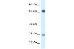 Image no. 1 for anti-SPC25, NDC80 Kinetochore Complex Component, Homolog (SPC25) (Middle Region) antibody (ABIN926802)