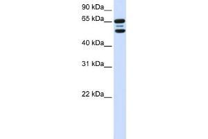 Image no. 1 for anti-F-Box Protein 21 (FBXO21) (N-Term) antibody (ABIN2774725)