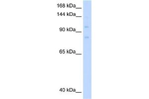 MCM8 antibody  (C-Term)