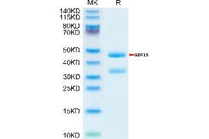 SDS-PAGE (SDS) image for Growth Differentiation Factor 15 (GDF15) protein (Fc Tag,Biotin) (ABIN7274730)