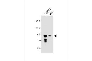 Image no. 3 for anti-DEP Domain Containing 1 (DEPDC1) (AA 10-38), (N-Term) antibody (ABIN651620)