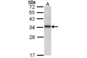 Image no. 2 for anti-Peptidylprolyl Isomerase E (Cyclophilin E) (PPIE) (Center) antibody (ABIN2855674)