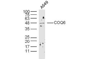 Image no. 1 for anti-Coenzyme Q6, Monooxygenase (COQ6) (AA 51-150) antibody (ABIN2808256)