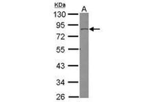 Image no. 2 for anti-Sorbin and SH3 Domain Containing 3 (Sorbs3) (AA 400-645) antibody (ABIN1501071)