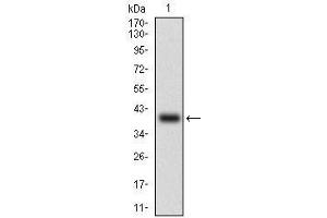 Image no. 1 for anti-ATP-Binding Cassette, Sub-Family B (MDR/TAP), Member 1 (ABCB1) (AA 632-693) antibody (ABIN1724923)