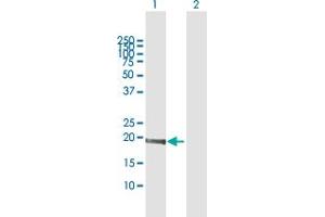 MED9 antibody  (AA 1-146)