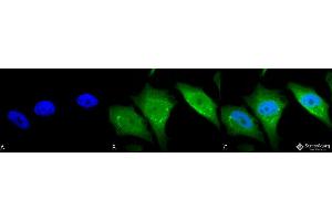 Image no. 1 for anti-Calnexin (CANX) (C-Term) antibody (FITC) (ABIN2481641)