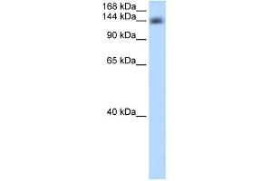 CPSF1 antibody  (Middle Region)