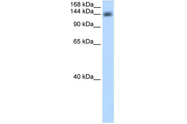 anti-Cleavage and Polyadenylation Specific Factor 1, 160kDa (CPSF1) (Middle Region) antibody