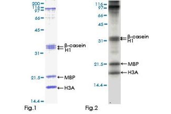 CaM Kinase-Like Vesicle-Associated (CAMKV) (AA 1-501) protein (GST tag)