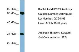 Image no. 2 for anti-HIRA Interacting Protein 3 (HIRIP3) (Middle Region) antibody (ABIN2787624)