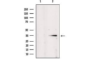 Image no. 2 for anti-POU Class 2 Associating Factor 1 (POU2AF1) (C-Term) antibody (ABIN6264360)